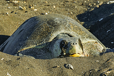 Olive Ridley turtle digs nest in the sun at this crucial beach refuge, Playa Ostional, Nicoya Peninsula, Guanacaste, Costa Rica, Central America