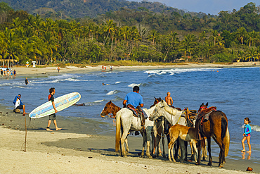 Horse for hire on the popular sandy beach at this laid-back village andresort, Samara, Nicoya Peninsula, Guanacaste, Costa Rica, Central America