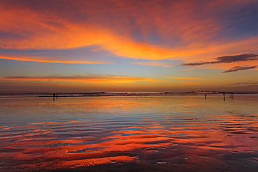 Sunset at Guiones Beach where hundreds of people gather to watch in high season, Playa Guiones, Nosara, Guanacaste, Costa Rica, Central America