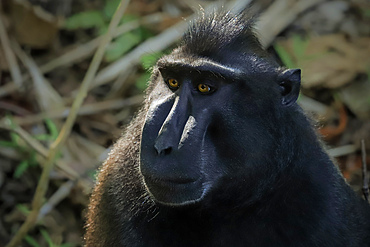 Crested black macaque (Macaca nigra) a native ape-like monkey with striking eyes, face and hair tuft, Tangkoko Reserve, Minahasa, N Sulawesi, Indonesia, Southeast Asia, Asia