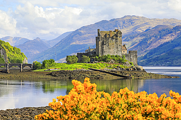 Spring flowers and the 13th century Eilean Donan Castle on a tidal island by the Kyle of Loch Alsh, Eilean Donan, Dornie, Kyle of Loch Alsh, West Highlands, Scotland, United Kingdom, Europe