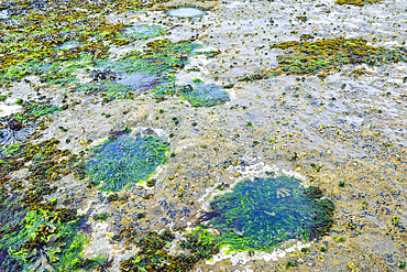 170 million year old footprints of large plant-eating Jurassic Sauropod dinosaurs, on the tidal rock platform below Duntulm Castle on the west coast of the Trotternish Peninsula, Duntulm, Skye, Inner Hebrides, Scotland, United Kingdom, Europe