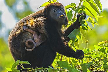 Female mantled howler monkey (Alouatta palliata) with clinging infant eating flower in Pacific coast forest. Esperanza, Nosara, Guanacaste, Costa Rica.