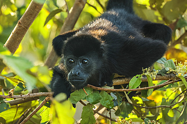 Juvenile mantled howler monkey (Alouatta palliata) in Pacific coast forest. Known for their loud call. Esperanza, Nosara, Guanacaste, Costa Rica.