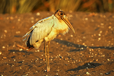 Wood stork (Mycteria americana) a big wading bird of the south Americas, scavenging on this black sand turtle beach. Ostional, Guanacaste, Costa Rica.