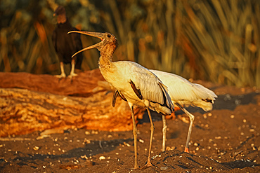 Wood storks (Mycteria americana) big wading birds of the south Americas, scavenging on this black sand turtle beach. Ostional, Guanacaste, Costa Rica.