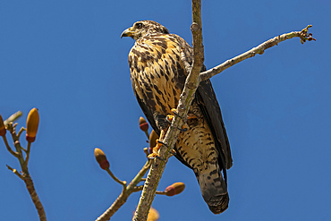 Broad-winged hawk (Buteo platypterus) a small raptor bird, common in the Americas as far south as Brazil. Playa Garza, Nosara, Guanacaste, Costa Rica.