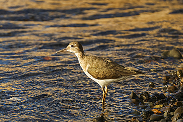 Spotted sandpiper (Actitis macularius) in non-breeding plumage, a common shorebird in the Americas. Nosara River, Nosara, Guanacaste, Costa Rica.