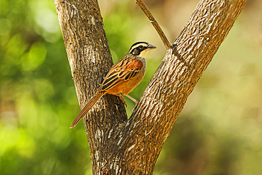 Stripe-headed sparrow (Peucaea ruficauda) a bird that breeds from Mexico to north Costa Rica. Eats seeds & insects. Esperanza, Guanacaste, Costa Rica.