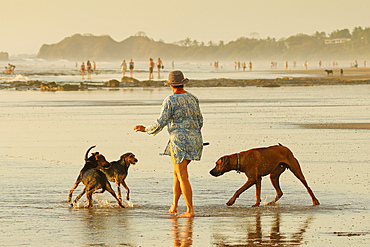 Woman walking smaller dogs that are scared of a large playful Ridgeback on popular Playa Guiones surf beach. Guiones, Nosara, Guanacaste, Costa Rica.