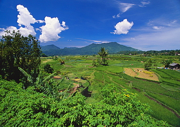 Minangkabau Paddy Fields, Bukittingi, Sumatra, Indonesia