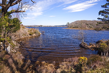 Mucross, Lake Killarney, Ring of Kerry, Munster, Republic of Ireland, Europe