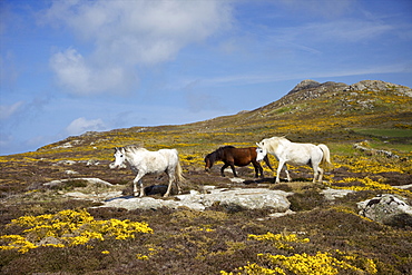 Wild ponies grazing on St. Davids Head in spring sunshine, Pembrokeshire National Park, Wales, United Kingdom, Europe 