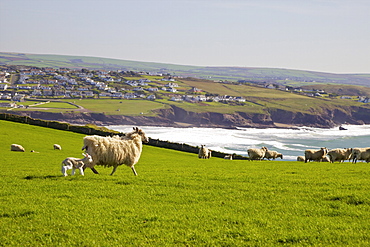 New-born lamb and sheep on pasture in spring sunshine, Pentire Headland, Polzeath, North Cornwall, England, United Kingdom, Europe