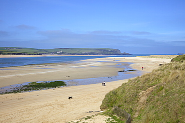 Visitors and tourists walking dogs on beach at Camel estuary near Rock, North Cornwall, England, United Kingdom, Europe