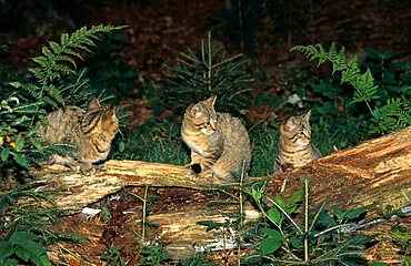 Wildcats (Felis silvestris), kittens