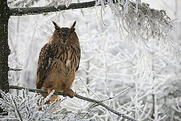 Eurasian Eagle Owl (Bubo bubo) in frost-covered forest