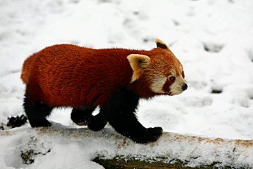 Red Panda, Firefox, Fire Cat, Fat Fox or Lesser Panda (Ailurus fulgens)