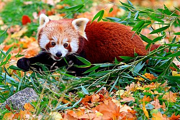 Red Panda (Ailurus fulgens)