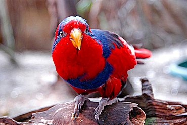 A Amazon (amazon) sitting on a log