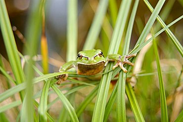 A Greenback (Hyla arborea) sitting in high gras