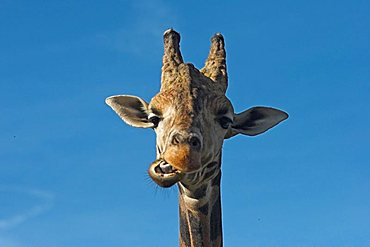 giraffe, chewing, looking straight to camera