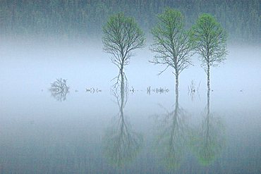 flood at Vindelaelven River, Swedish Lappland, Sweden