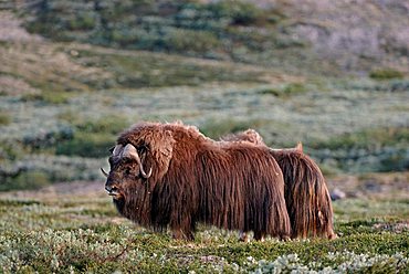 Musk Ox (Ovibos moschatus), Nationalpark Dovrejell, Norway