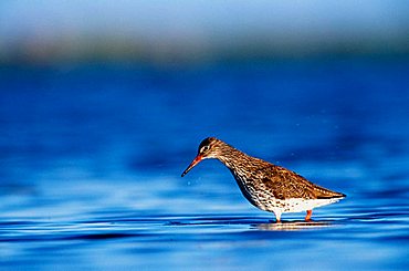 Common Redshenk searching for food in flatwater, Baltic Sea, Island of Oeland, Sweden