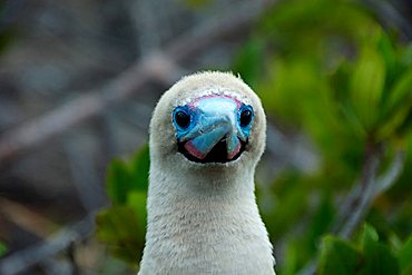 Red-footed Booby (Sula sula websteri), Galapagos Islands, Ecuador, South America