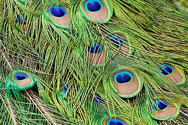 feathers of the Indian peafowl or common or blue peafowl (pavo cristatus)