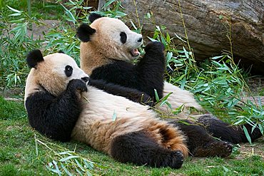 Giant Panda bear Ailuropoda melanoleuca eating bamboo in the zoo Schönbrunn Vienna Austria