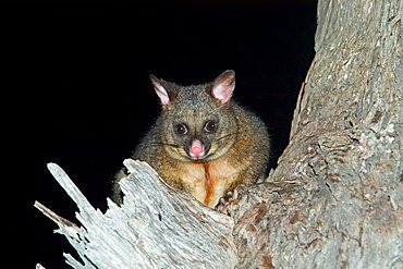 possum Douglas Apsley Nationalpark Tasmania Australia