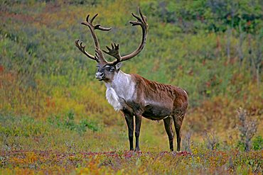 Caribou Rangifer tarandus in the Denali National Park Alaska USA