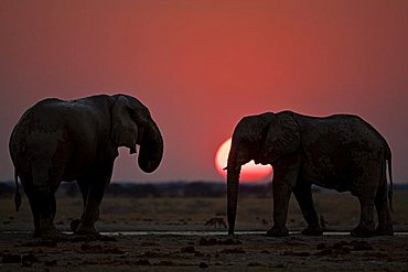 African Elephants (Loxodonta africana) drinking at a water hole, sunset, Nxai Pan, Makgadikgadi Pans National Park, Botswana, Africa