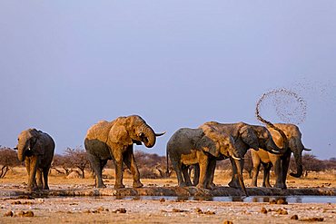 African Elephants (Loxodonta africana) drinking at a water hole, Nxai Pan, Makgadikgadi Pans National Park, Botswana, Africa