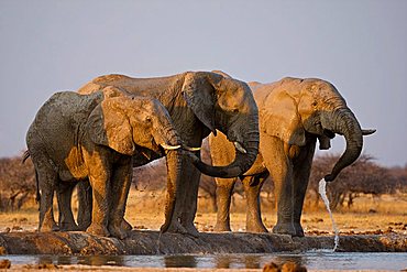 African Elephants (Loxodonta africana) drinking at a water hole, Nxai Pan, Makgadikgadi Pans National Park, Botswana, Africa