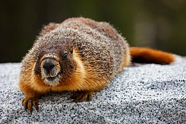 Groundhog, Woodchuck or Whistle-pig (Marmota monax), Yosemite National Park, California, USA