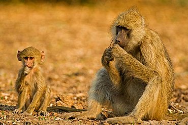 Yellow Baboon (Papio cynocephalus) with child, South Luangwa National Park, Zambia, Africa