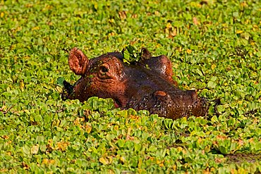 Hippopotamus (Hippopotamus amphibius) in a small water hole with aquatic plants, South Luangwa National Park, Zambia, Africa