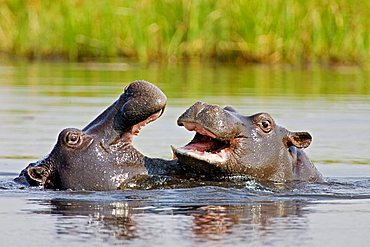 Young Hippopotamus (Hippopotamus amphibius) playing, Moremi National Park, Moremi Wildife Reserve, Okavango Delta, Botswana, Africa