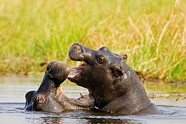 Young Hippopotamus (Hippopotamus amphibius) playing, Moremi National Park, Moremi Wildife Reserve, Okavango Delta, Botswana, Africa