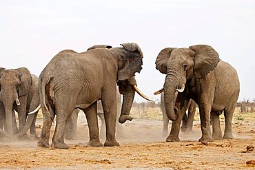 African Bush Elephants (Loxodonta africana) comparing strength, Savuti, Chobe National Park, Botswana, Africa