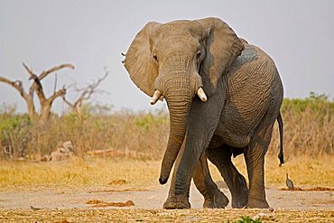 African Bush Elephant (Loxodonta africana), Savuti, Chobe National Park, Botswana, Africa