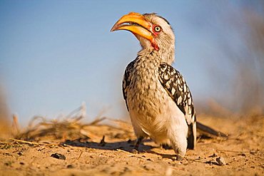 Eastern Yellow-billed Hornbill (Tockus flavirostris), Kalahari, Kgalagadi Transfrontier park, South Africa, Botswana, Africa