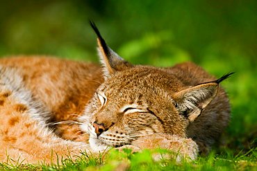 Eurasian Lynx (Lynx lynx) sleeping, Bavaria, Germany, Europe