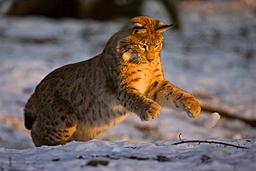 Eurasian Lynx (Lynx lynx) playing, winter, Bavaria, Germany, Europe