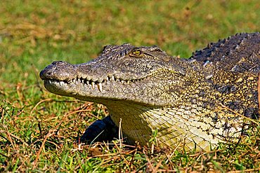 Nile Crocodile (Crocodylus niloticus) on the bank of the Chobe River, Chobe National Park, Botswana, Africa