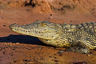 Nile Crocodile (Crocodylus niloticus) on the bank of the Chobe River, Chobe National Park, Botswana, Africa