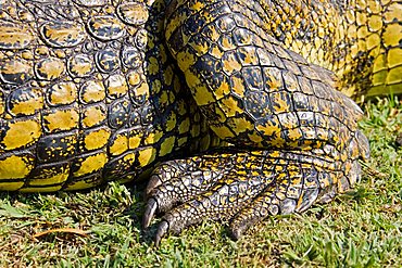 Foot of a Nile Crocodile (Crocodylus niloticus) on the bank of the Chobe River, Chobe National Park, Botswana, Africa